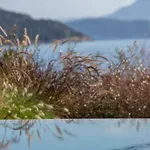 Amber By The Sea